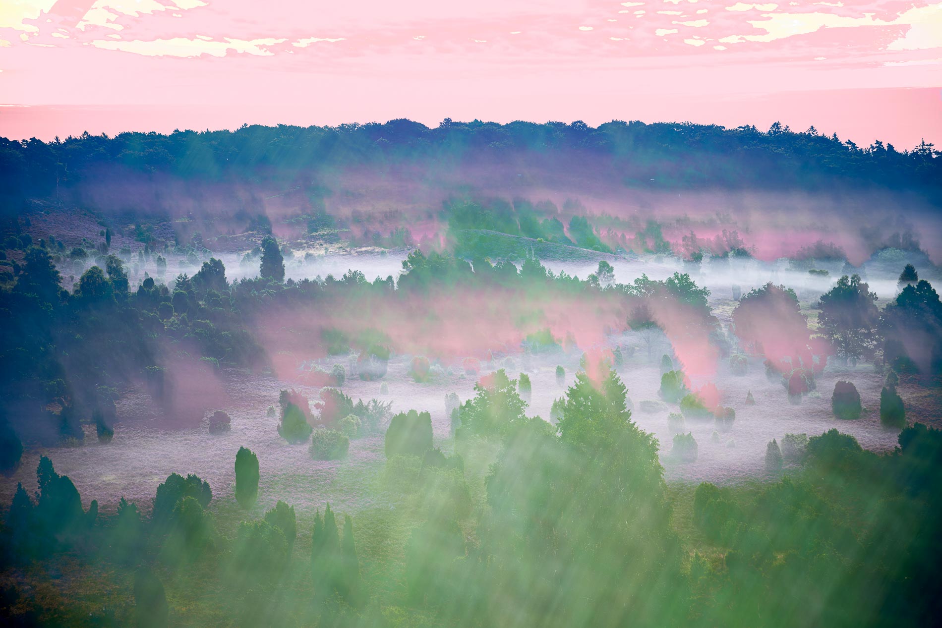 Abstrakter künstlerischer Fotografie einer nebelverhangenen Heidelandschaft. Grün- und Rottöne formen spielerisch eine romantische Traumlandschaft.