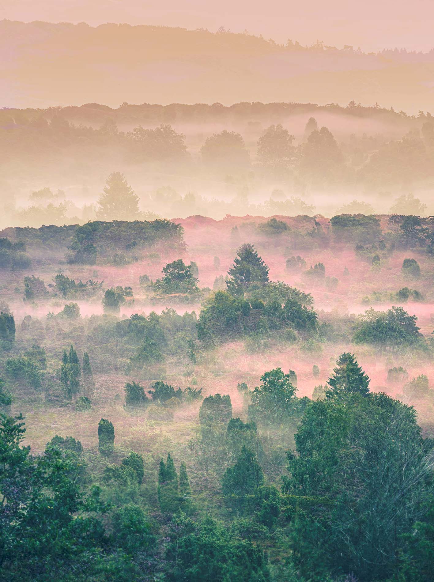 Mehrfachbelichtung Wacholderwald im Nebel in der Lüneburger Heide