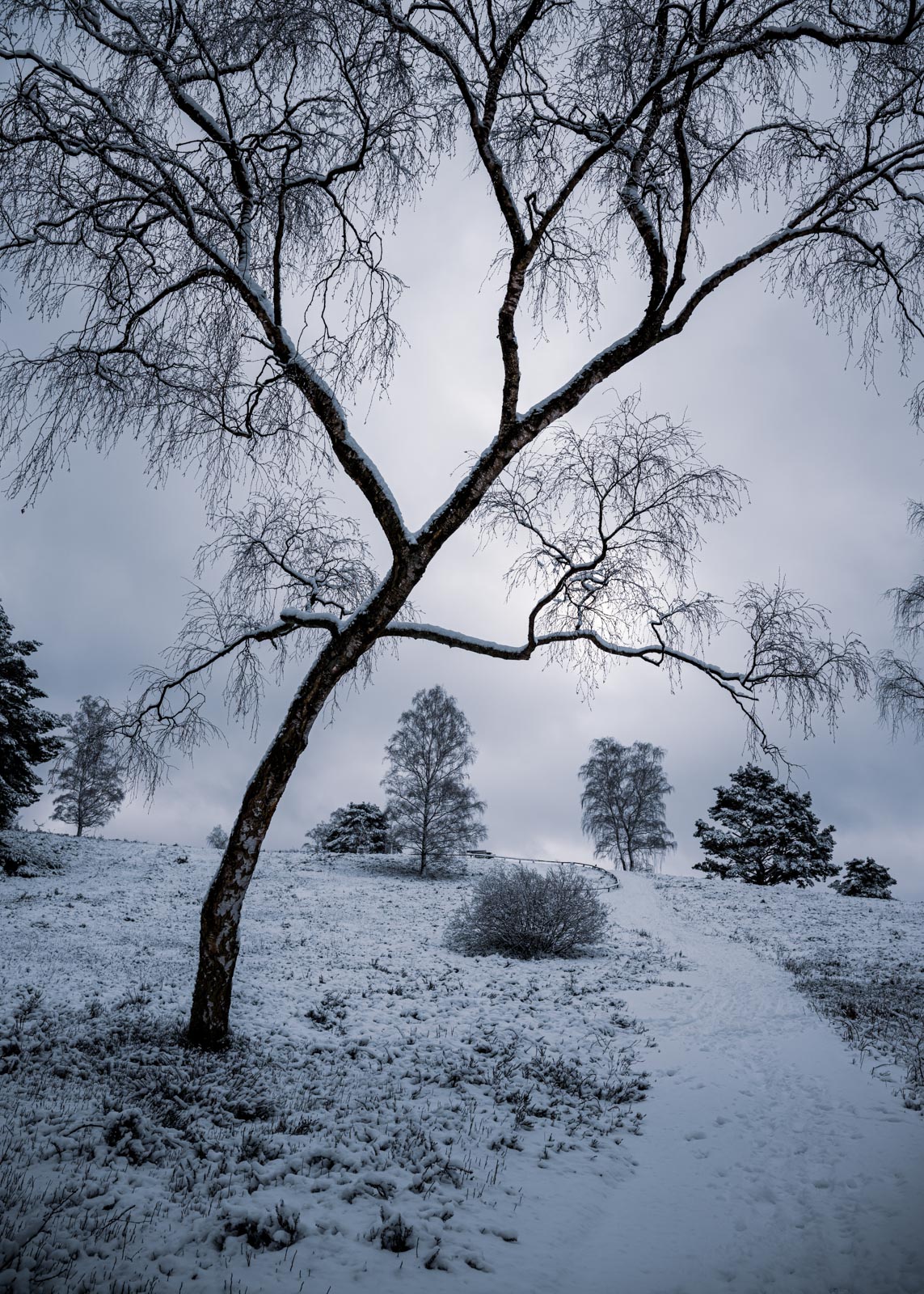 Eine Birke steht am Wegesrand in einer verschneiten Landschaft.